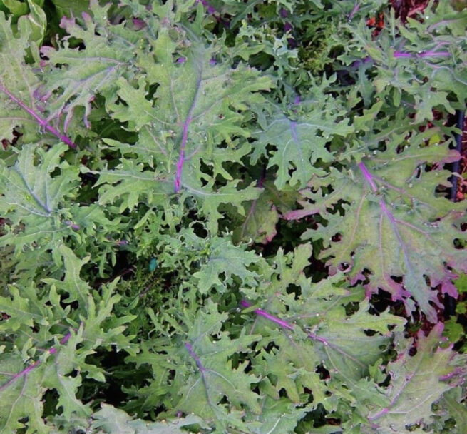 Red Russian Kale Seeds | Heirloom | Organic