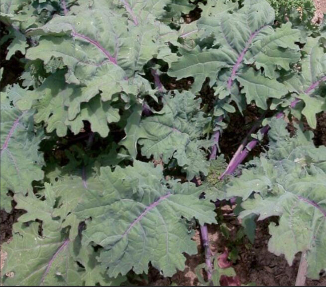 Red Russian Kale Seeds | Heirloom | Organic