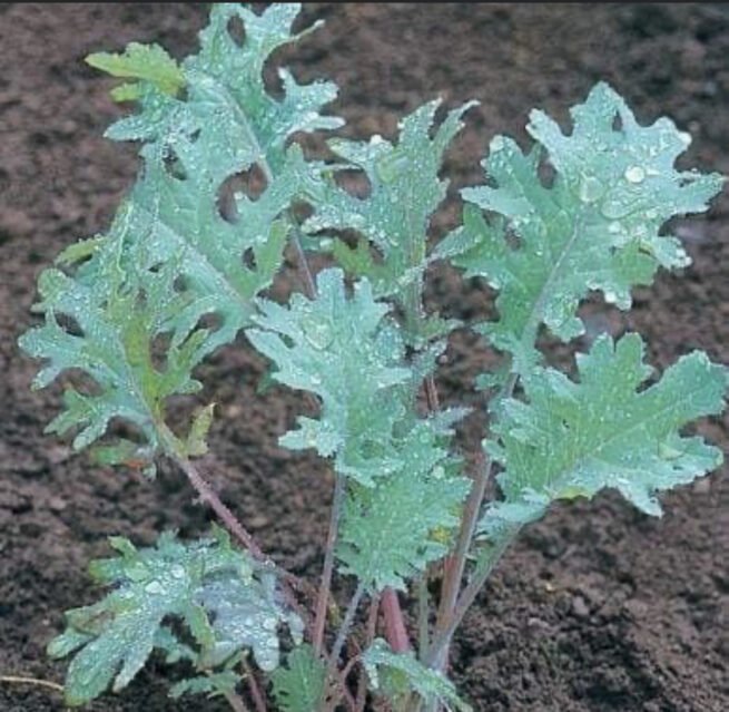 Red Russian Kale Seeds | Heirloom | Organic