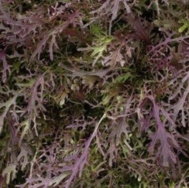 Red Streaks Mizuna Seeds | Organic