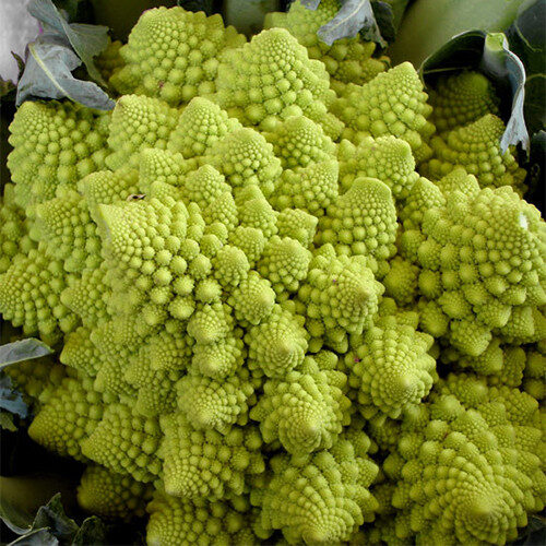 Romanesco Broccoli Seeds | Organic