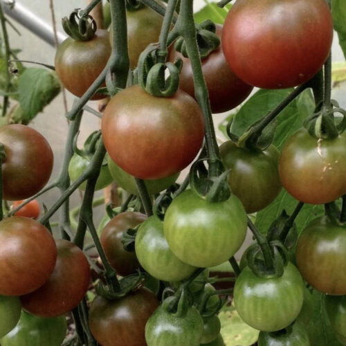 Rosella Tomato Seeds | Heirloom | Organic | Purple tomatoes | Rare Vegetables