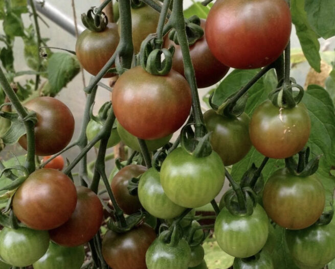 Rosella Tomato Seeds | Heirloom | Organic | Purple tomatoes | Rare Vegetables