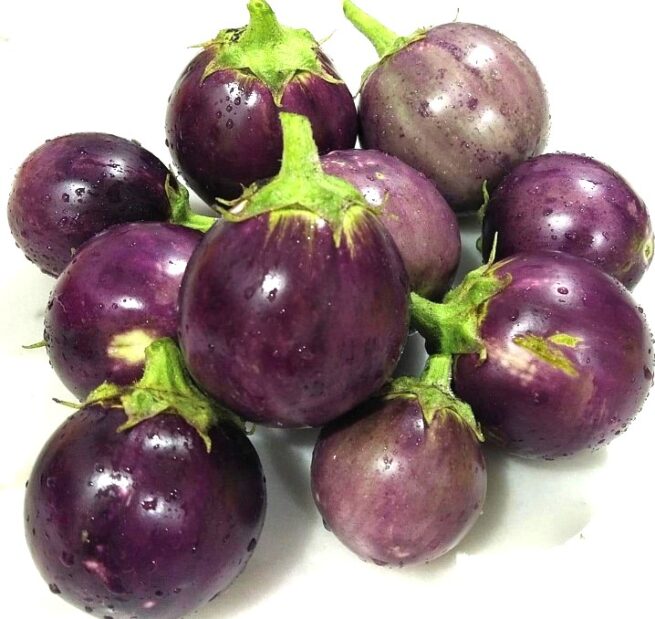 Round Purple Eggplant Seeds | Heirloom | Organic