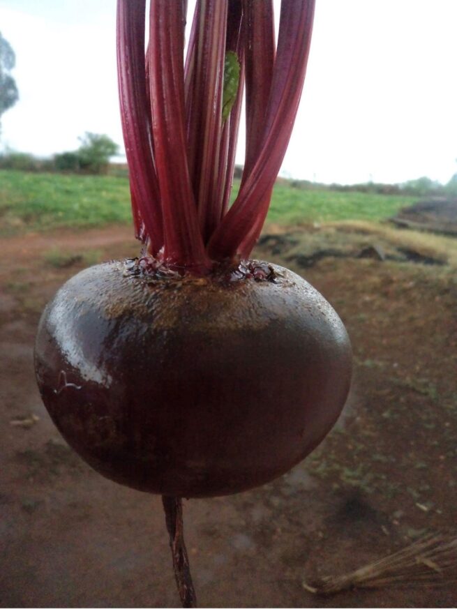 Ruby Queen Beet Seeds | Heirloom | Organic