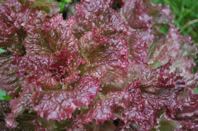 Ruby Red Lettuce Seeds | Organic