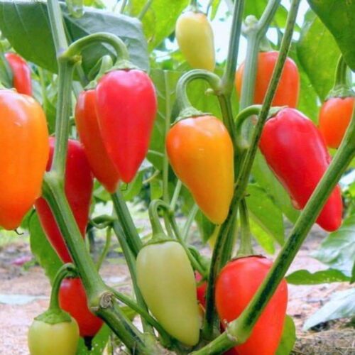 Santa Fe Grande Pepper Seeds | Hot | Organic