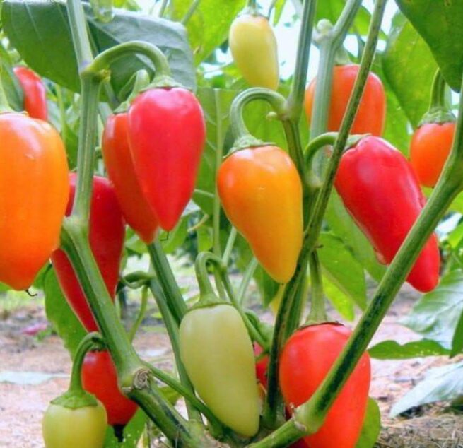 Santa Fe Grande Pepper Seeds | Hot | Organic