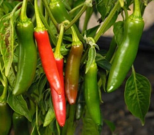 Serrano Pepper Seeds | Hot | Heirloom | Organic