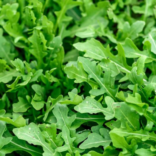 Slow Bolt Arugula | Organic