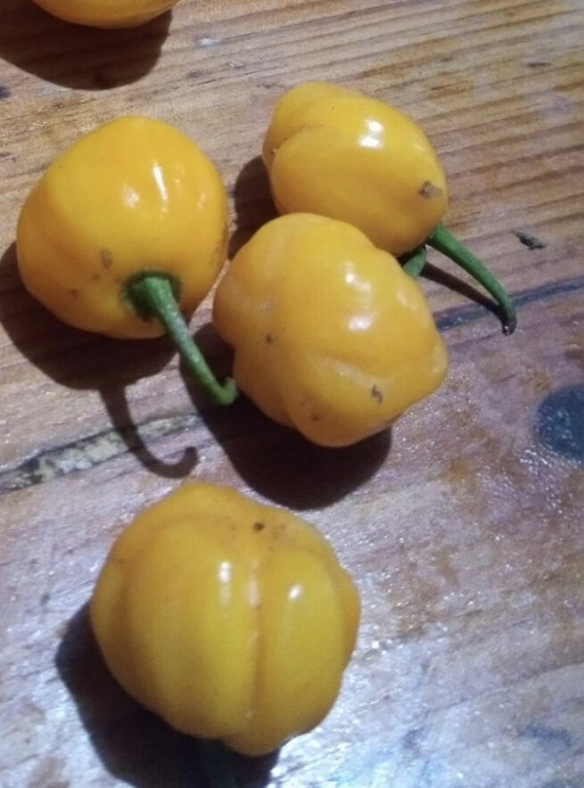 Small Yellow Cherry Habanero | Hot | Organic