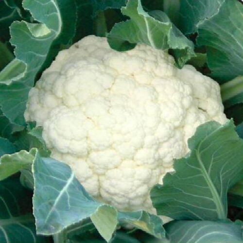 Snowball Cauliflower Seeds | Heirloom | Organic