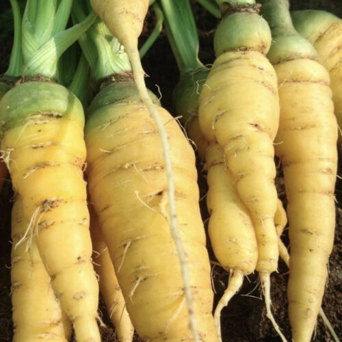 Solar Yellow Carrot Seeds | Heirloom | Organic