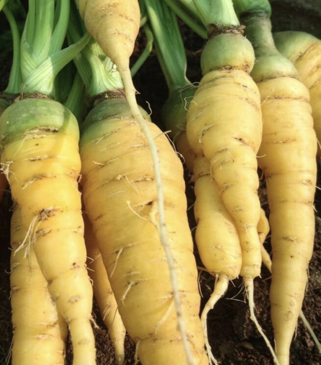 Solar Yellow Carrot Seeds | Heirloom | Organic