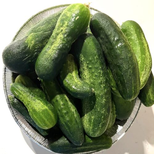 Spacemaster Cucumber Seeds | Heirloom | Organic