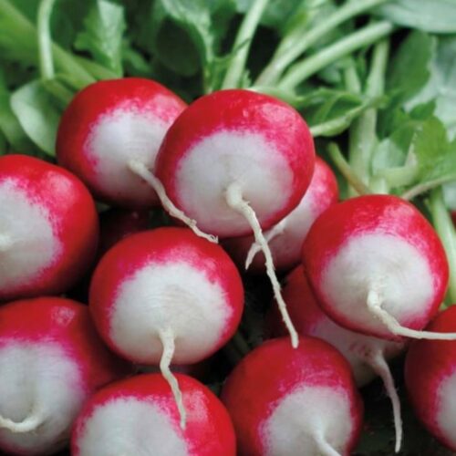 Sparkler White Tip Radish Seeds | Heirloom | Organic