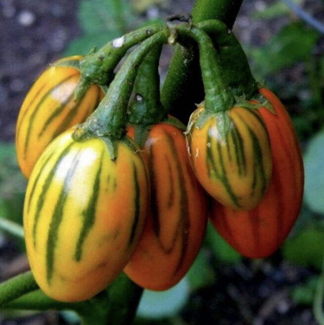 Striped Togo Eggplant Seeds | Heirloom | Organic | Rare Vegetable