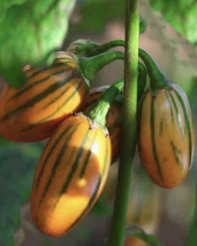 Striped Togo Eggplant Seeds | Heirloom | Organic | Rare Vegetable