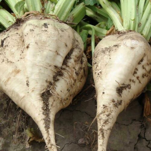 Sugar Beet Seeds | Heirloom | Organic