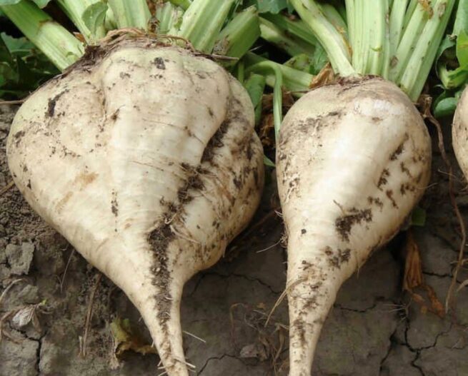 Sugar Beet Seeds | Heirloom | Organic