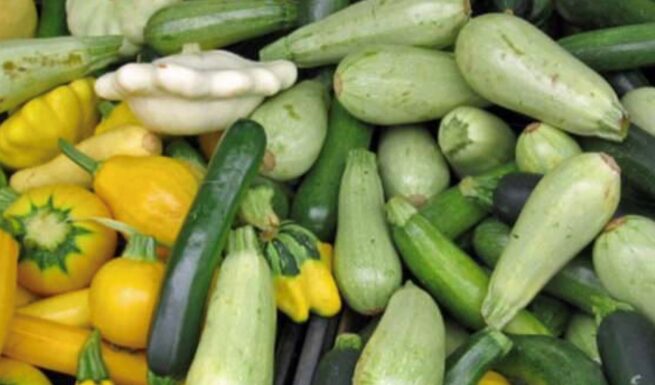 Summer Squash Mix | Organic | Seeds