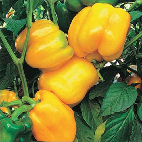 Sunbright Pepper Seeds | Sweet | Organic