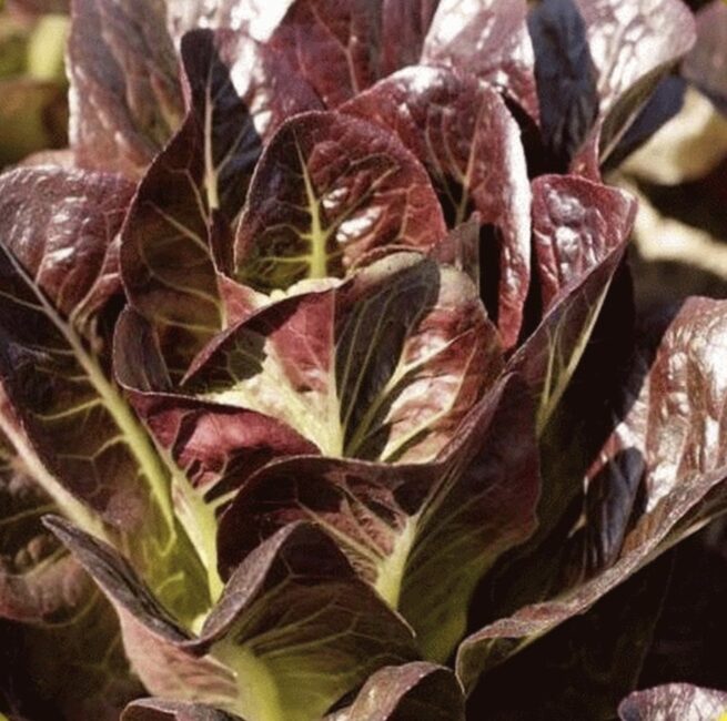 Super Red Romaine Lettuce Seeds | Heirloom