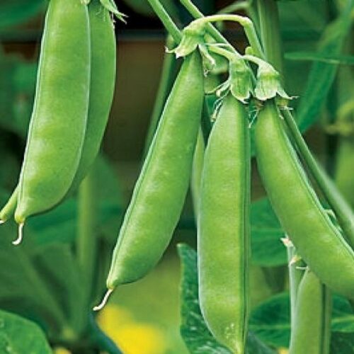 Super Sugar Snap Pea Seeds | Heirloom | Organic