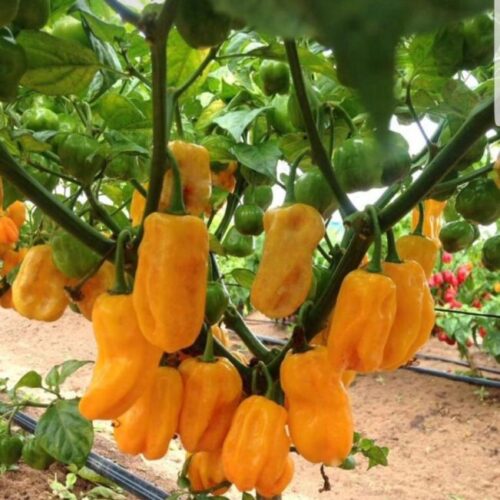 Sweet Yellow Habanero Pepper Seeds | Organic