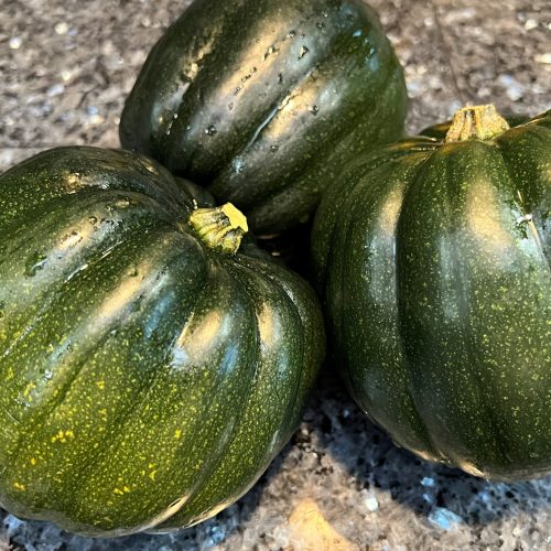 (80-85 Days) Table Queen is a classic winter squash that produces tons of dark green, deeply ribbed, firm, 1 pound fruit! This variety thrives in warm weather, but does tolerate some light frost. This squash also has great shelf life and is incredibly versatile, fantastic for both sweet and savory dishes!