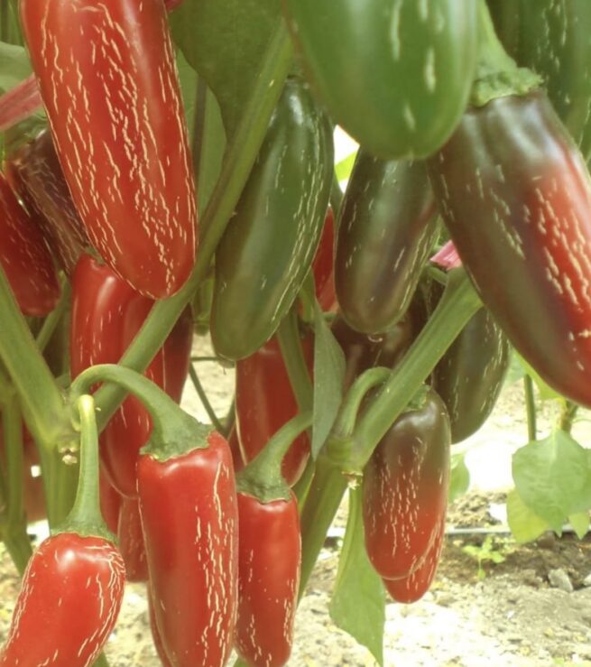 Tam Jalapeno Pepper Seeds | Hot | Organic