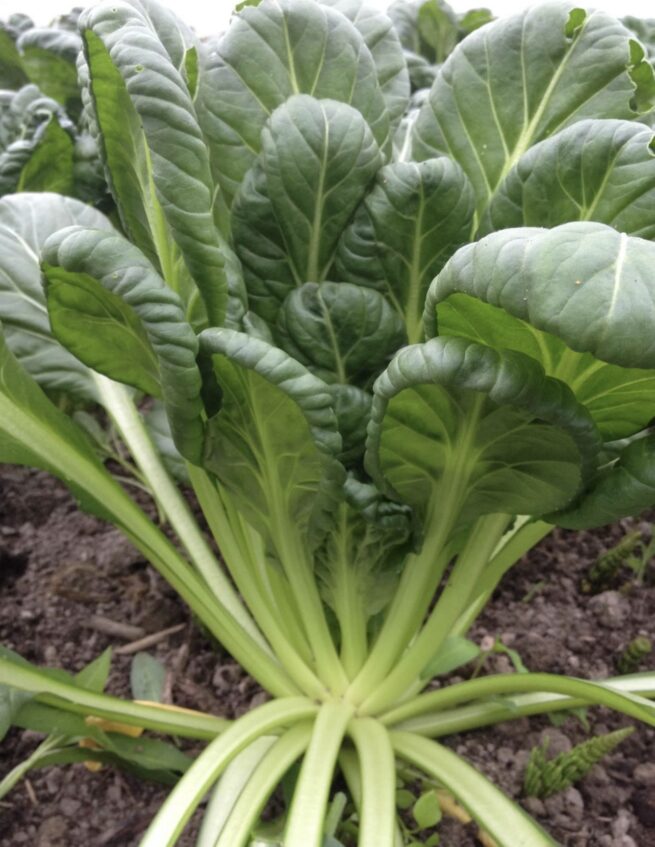 Tatsoi Seeds | Heirloom | Organic | Rare Vegetable Variety