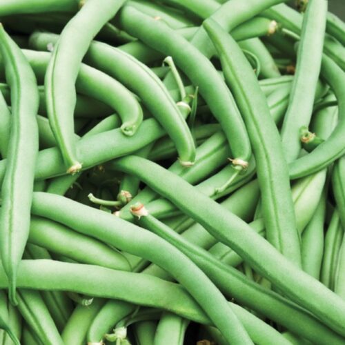 Tendergreen Improved Green Bush Bean Seeds | Heirloom | Organic