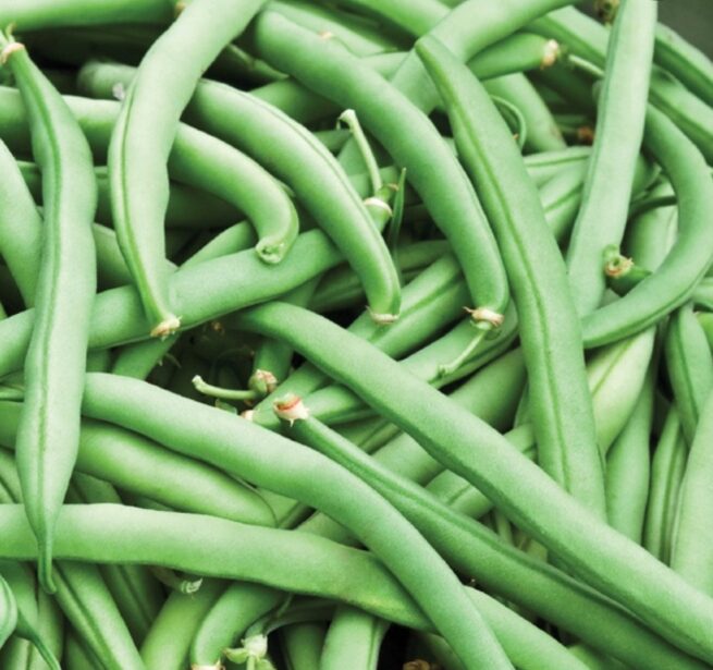 Tendergreen Improved Green Bush Bean Seeds | Heirloom | Organic