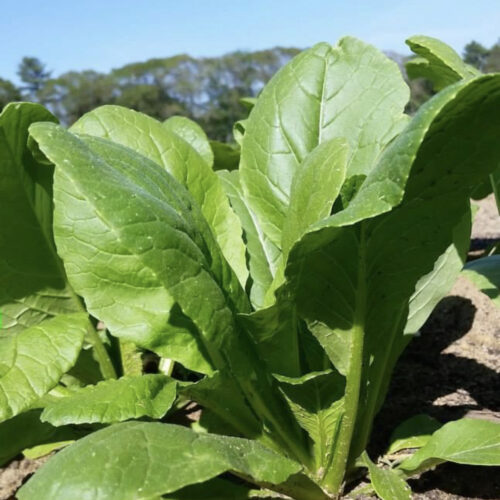 Komatsuna Mustard Seeds | Heirloom | Organic