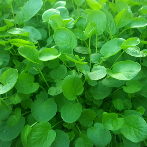 Upland Cress Seeds | Organic