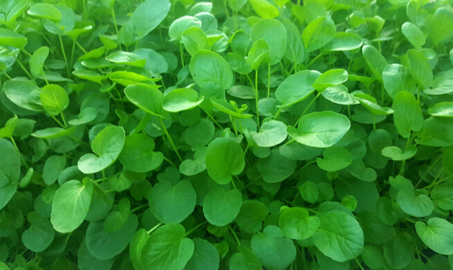 Upland Cress Seeds | Organic