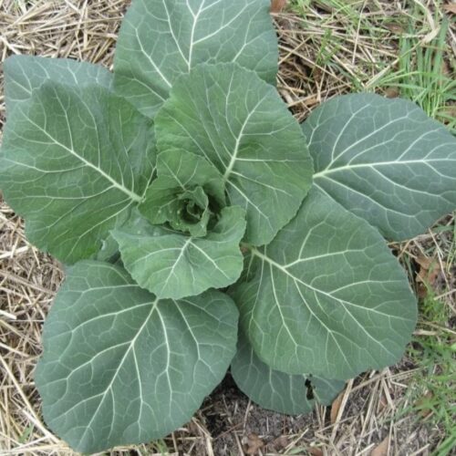 Vates Collard Seeds | Heirloom | Organic