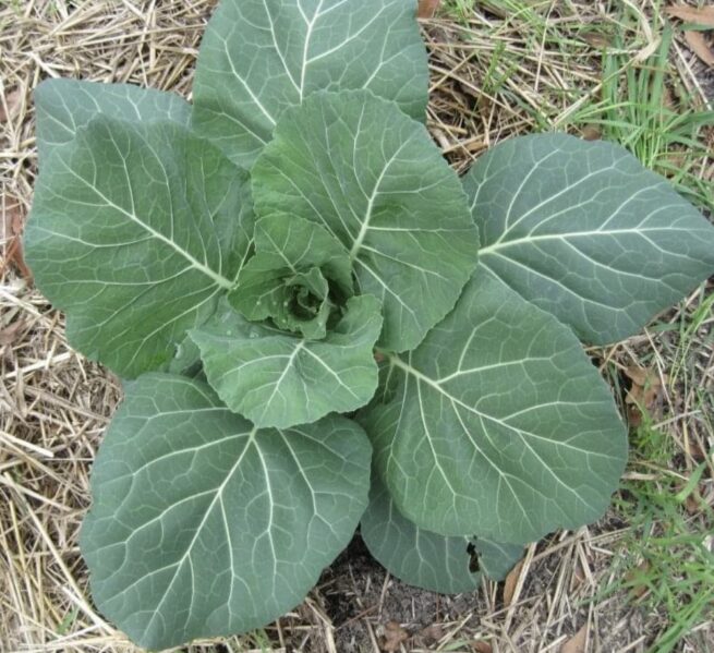 Vates Collard Seeds | Heirloom | Organic