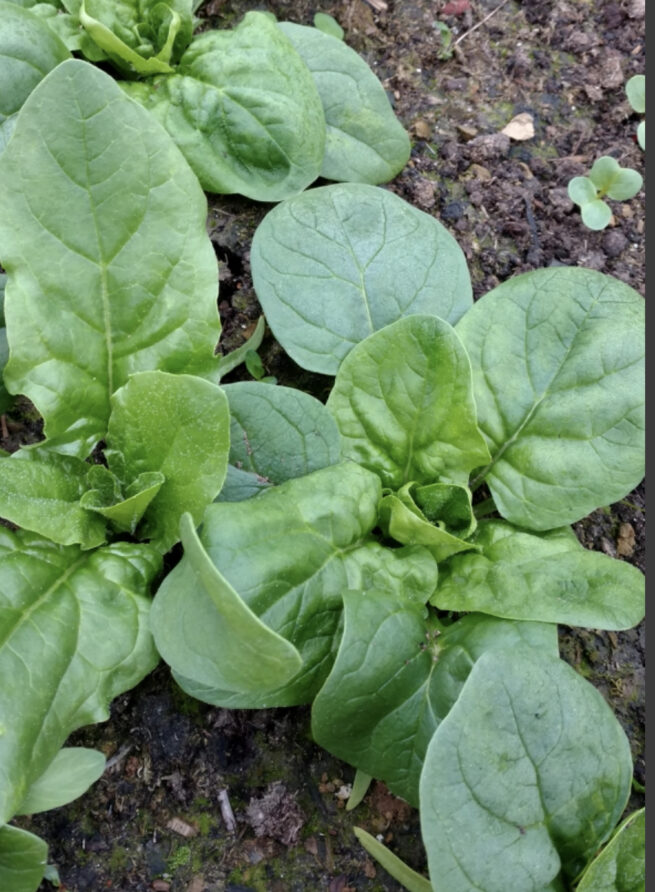 Viroflay Spinach Seeds | Heirloom | Organic