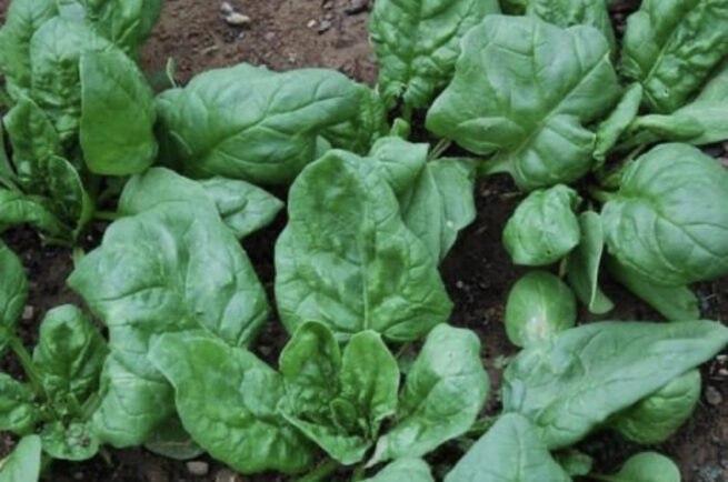 Viroflay Spinach Seeds | Heirloom | Organic