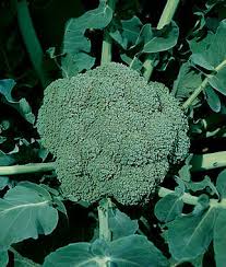 Waltham 29 Broccoli Seeds | Heirloom | Organic