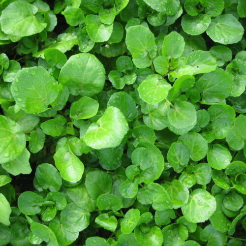 Watercress Seeds | Heirloom | Organic