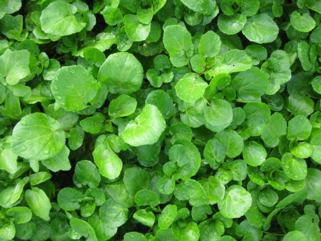 Watercress Seeds | Heirloom | Organic