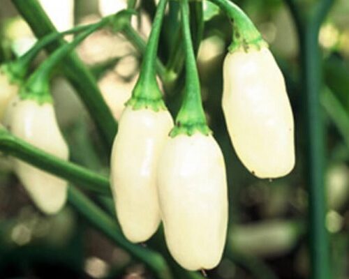 White Habanero Pepper Seeds | Heirloom | Organic