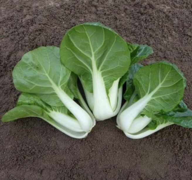 White Stem Bok Choy Cabbage Seeds | Organic