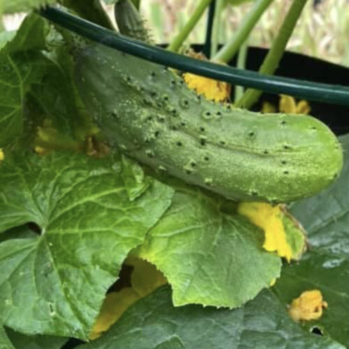 Wisconsin SMR 58 Cucumber Seeds | Heirloom | Organic