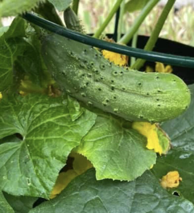 Wisconsin SMR 58 Cucumber Seeds | Heirloom | Organic