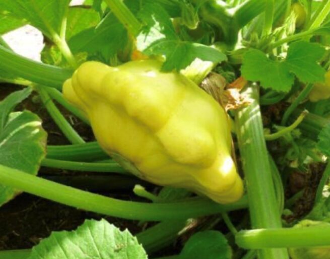 Yellow Bush Scallop Summer Squash Seeds | Heirloom | Organic