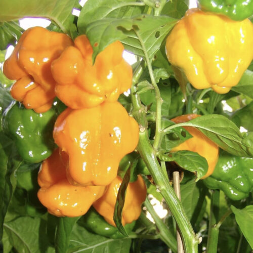 Yellow Scotch Bonnet | Hot Pepper Seeds | Organic | Heirloom